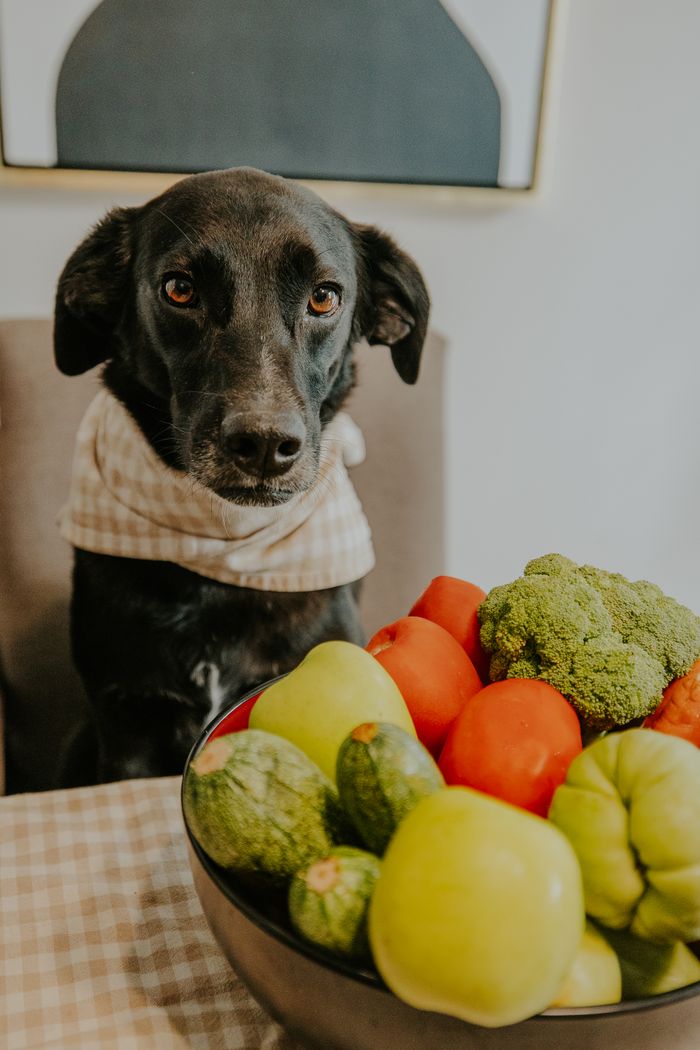 Crafting Captivating Headlines: Your awesome post title goes here A cute black dog with a scarf sits by a table with fresh vegetables.