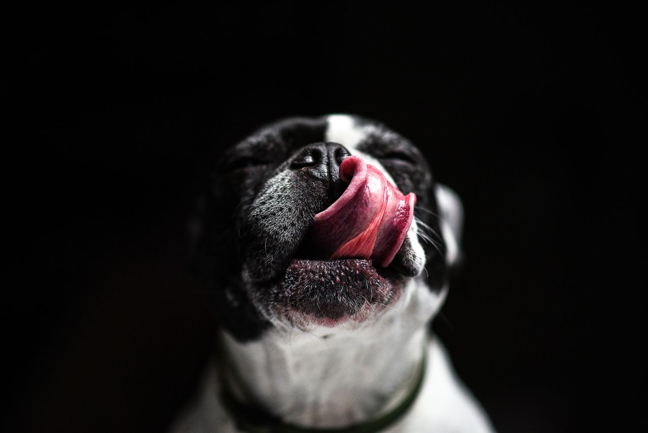 About Close-up of a French Bulldog licking its nose against a dark background.