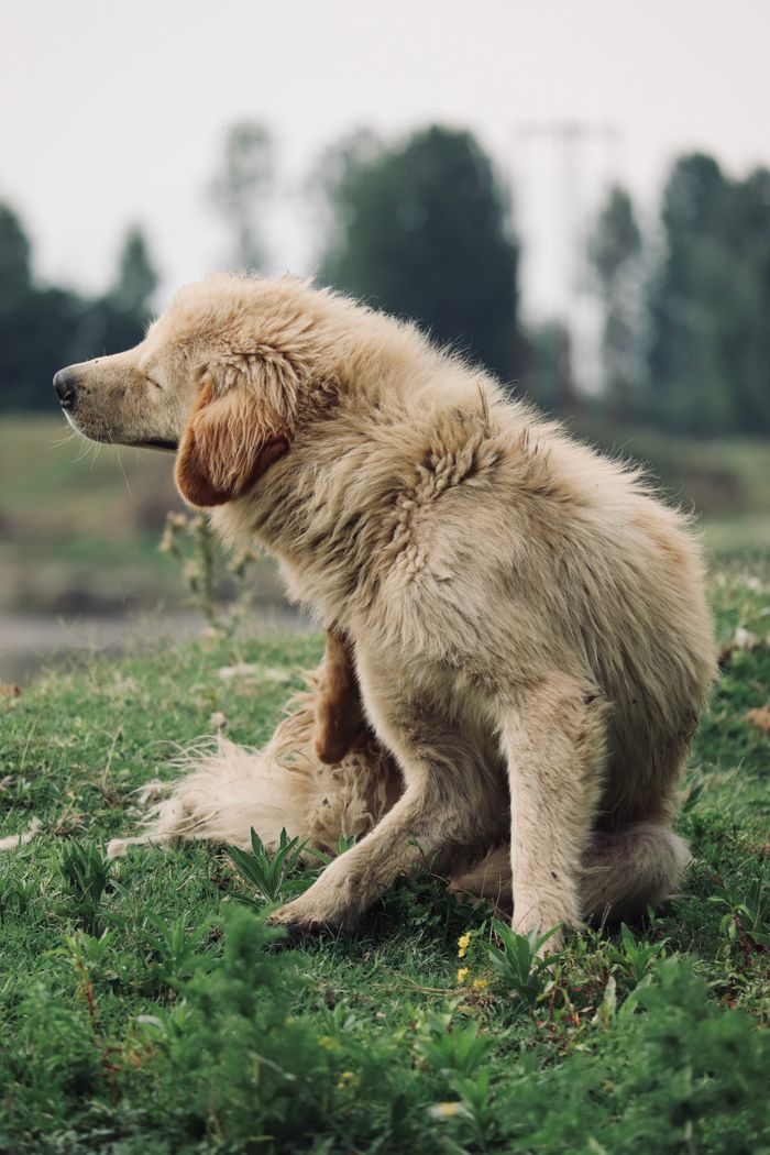 Mastering the First Impression: Your intriguing post title goes here A fluffy Golden Retriever dog scratching itself in a lush green meadow outdoors.