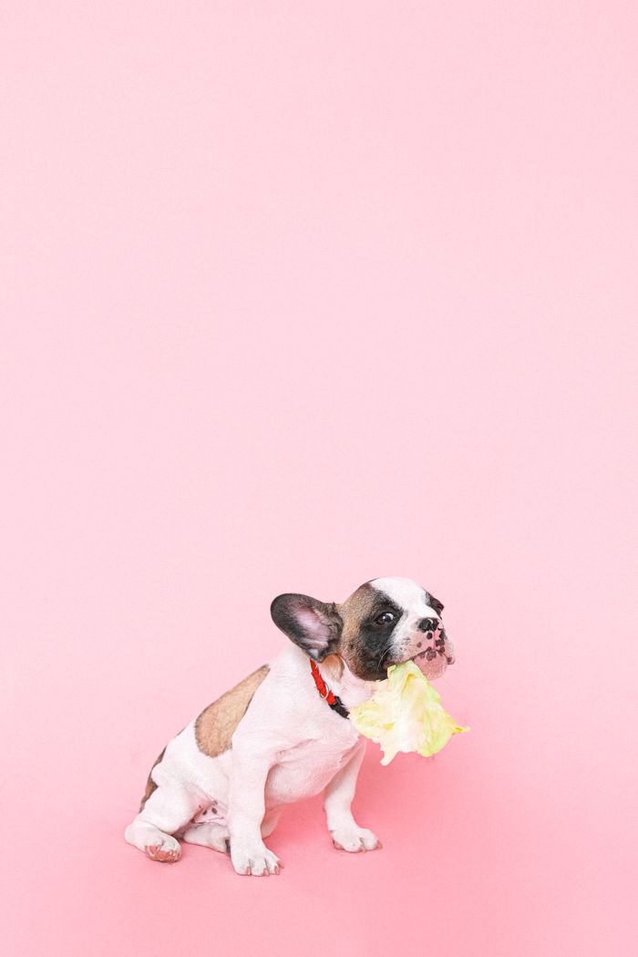 The Art of Drawing Readers In: Your attractive post title goes here Cute French Bulldog puppy munching on cabbage in a studio with a pink background.